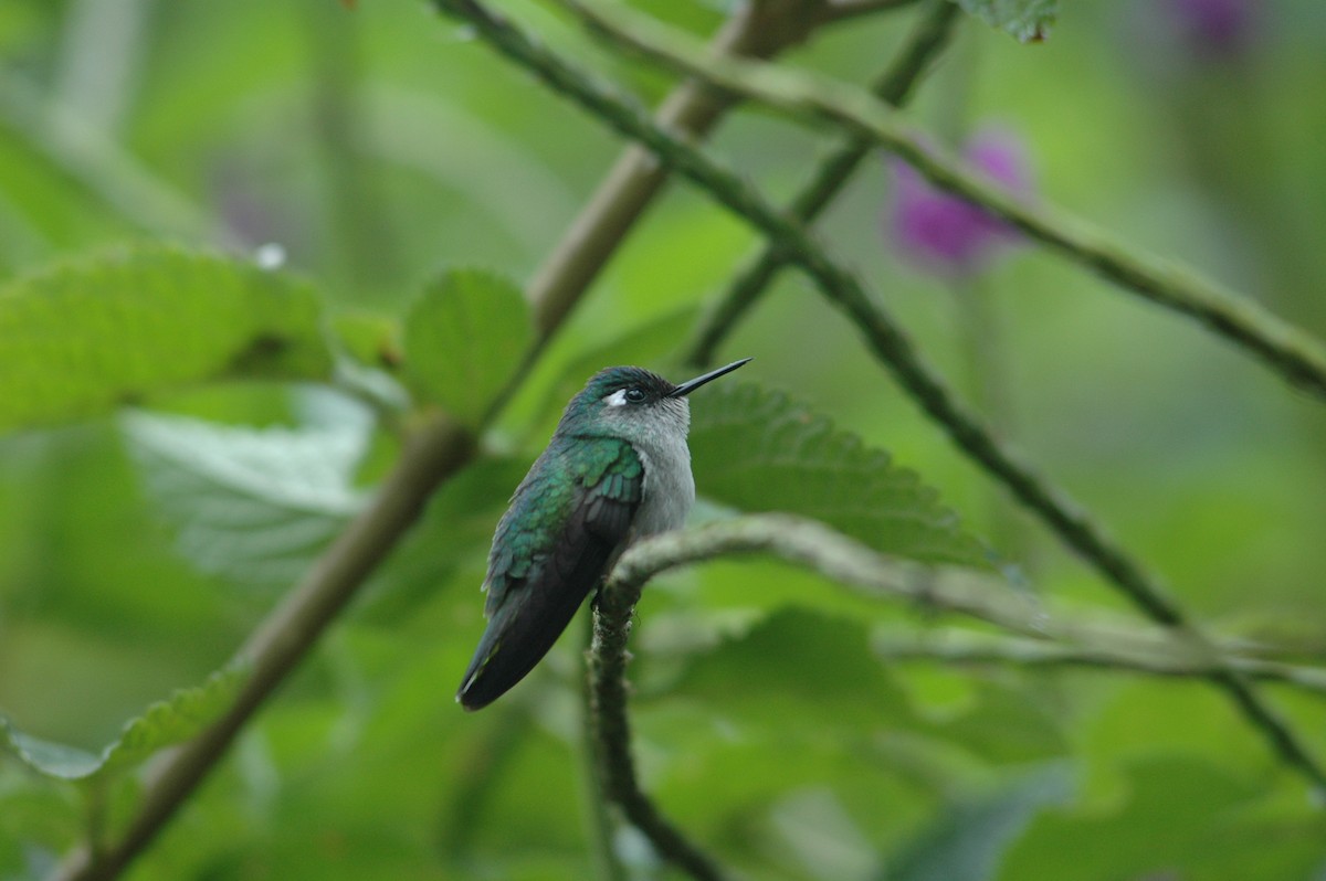 Violet-headed Hummingbird - Francisco Sornoza