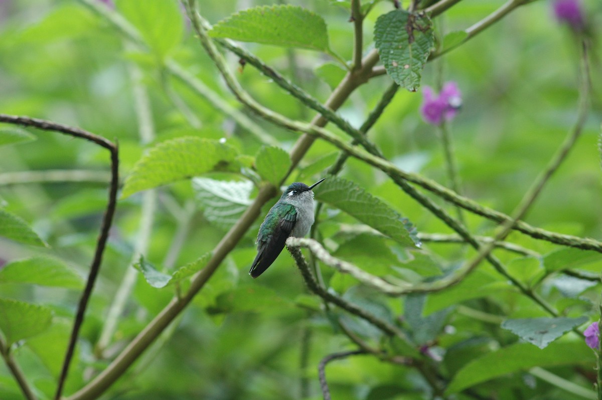 Violet-headed Hummingbird - Francisco Sornoza