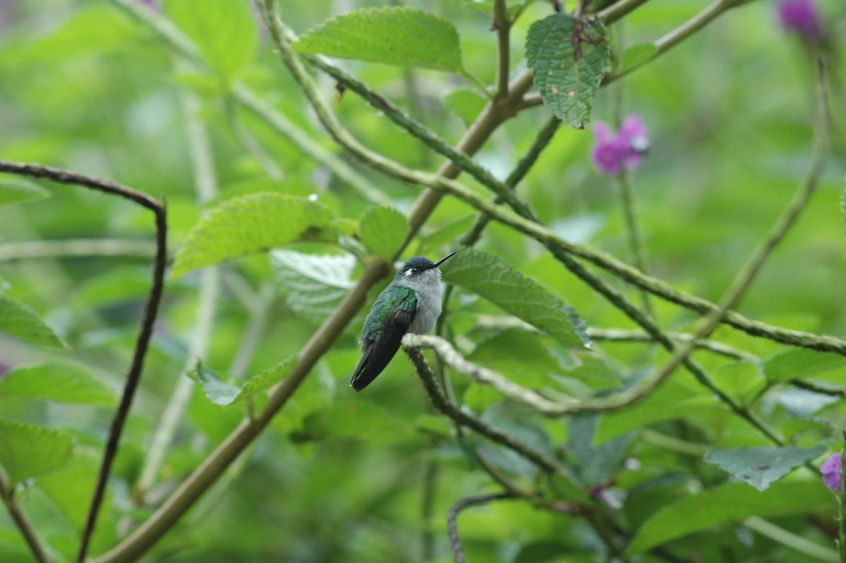 Colibrí Cabeciazul - ML619644477