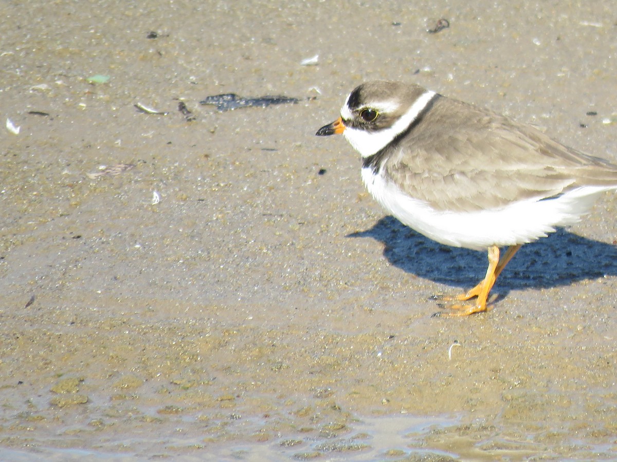 Semipalmated Plover - ML619644478