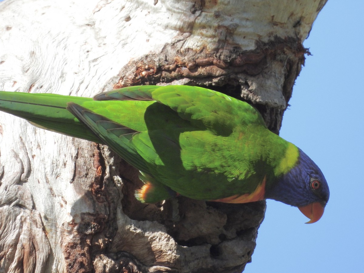 Rainbow Lorikeet - Cherri and Peter Gordon