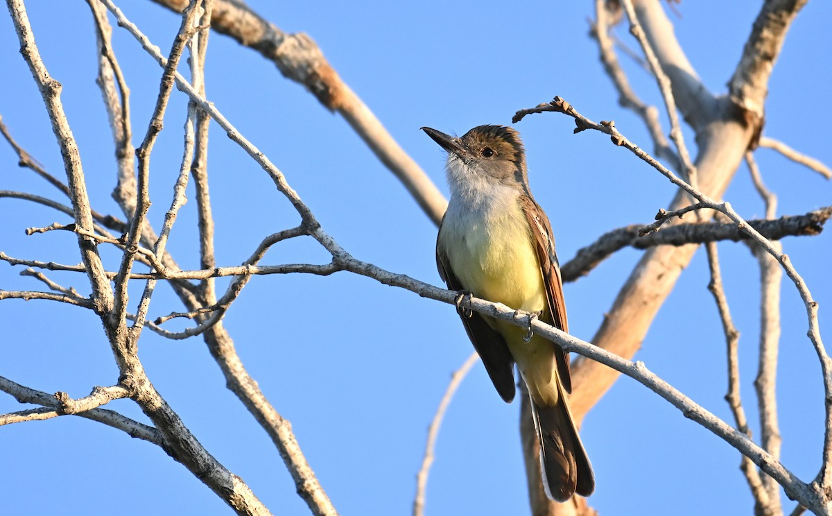 Brown-crested Flycatcher - Ryan O'Donnell