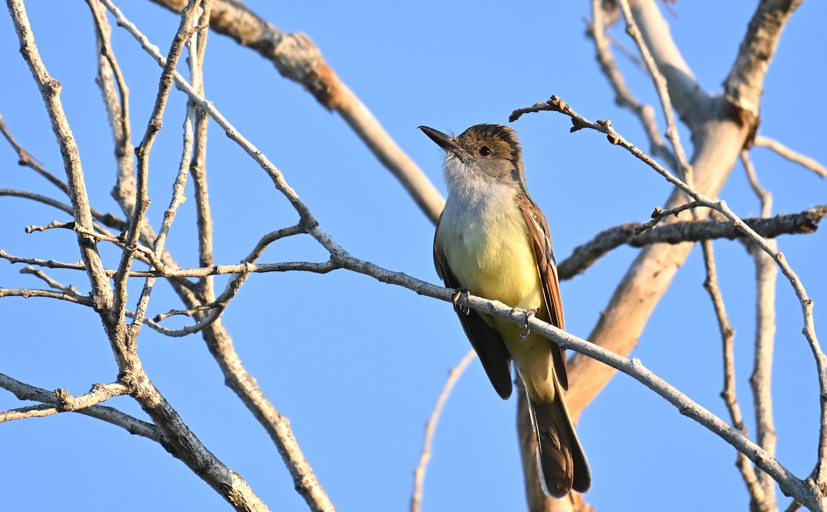 Brown-crested Flycatcher - ML619644483