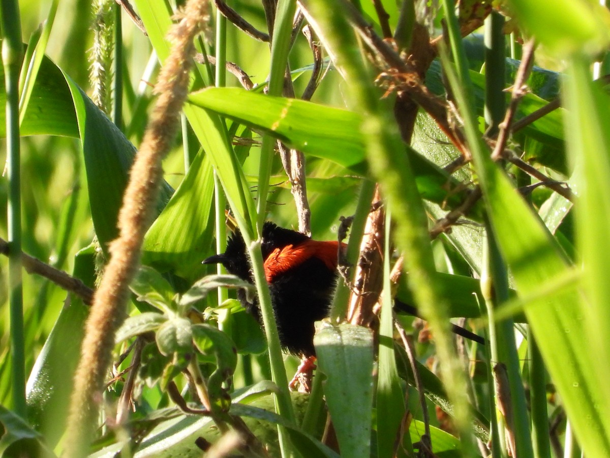 Red-backed Fairywren - Cherri and Peter Gordon