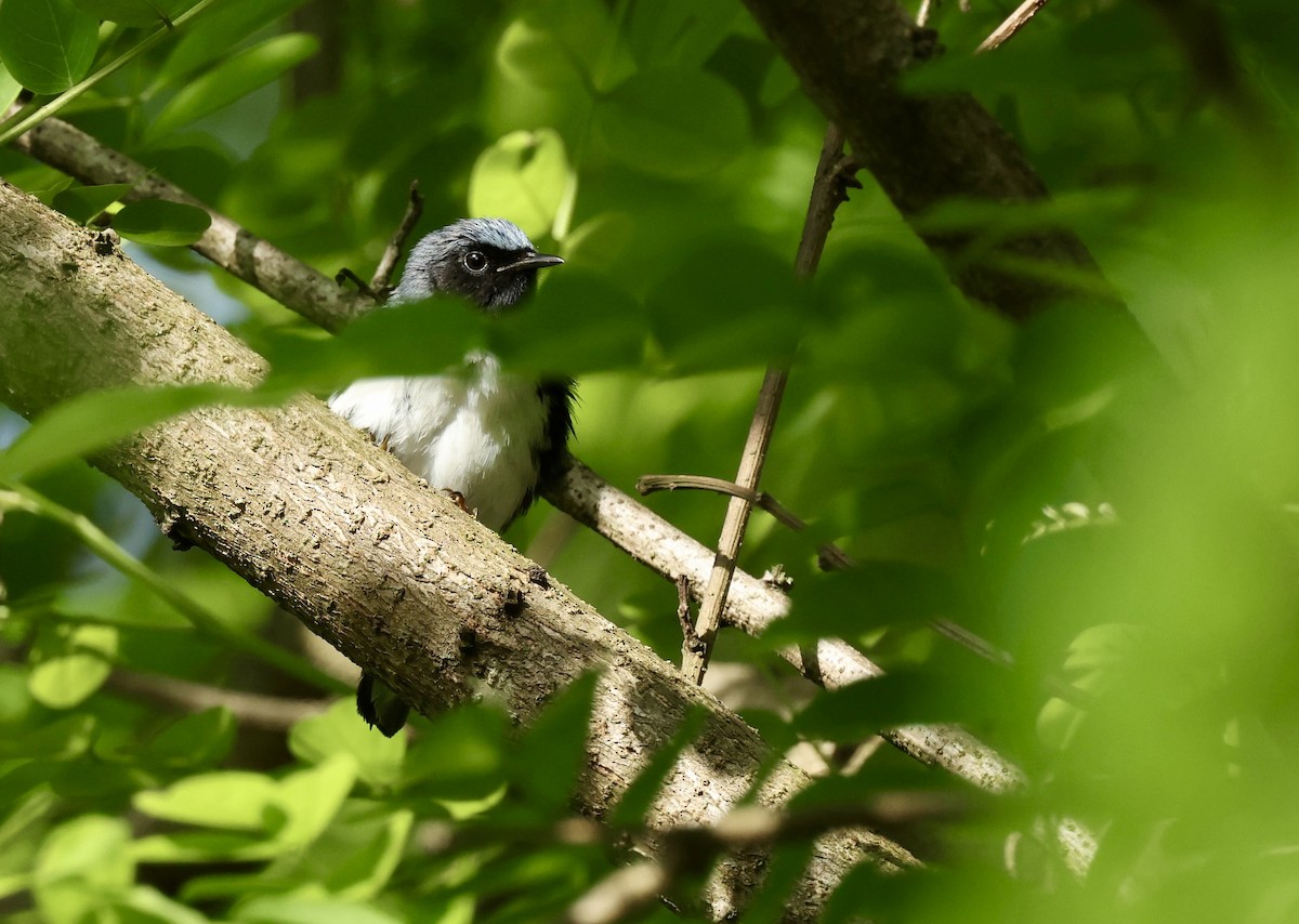 Black-throated Blue Warbler - Grace Simms  🐦‍⬛