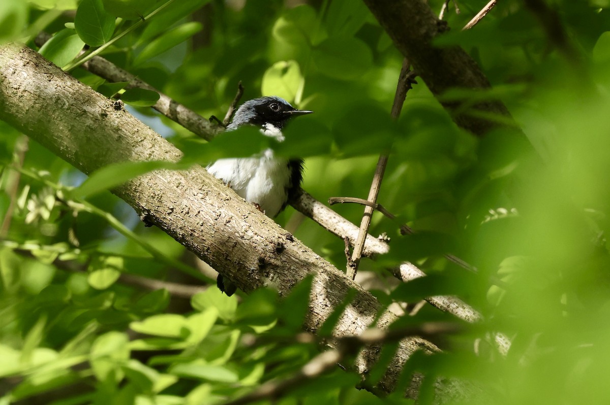 Black-throated Blue Warbler - Grace Simms  🐦‍⬛