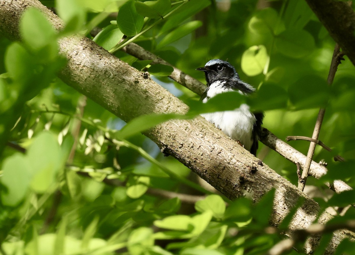 Black-throated Blue Warbler - Grace Simms  🐦‍⬛