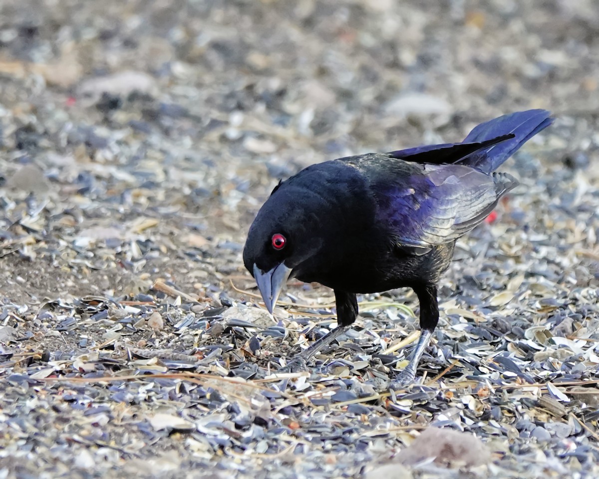 Bronzed Cowbird - Marie Ostrander