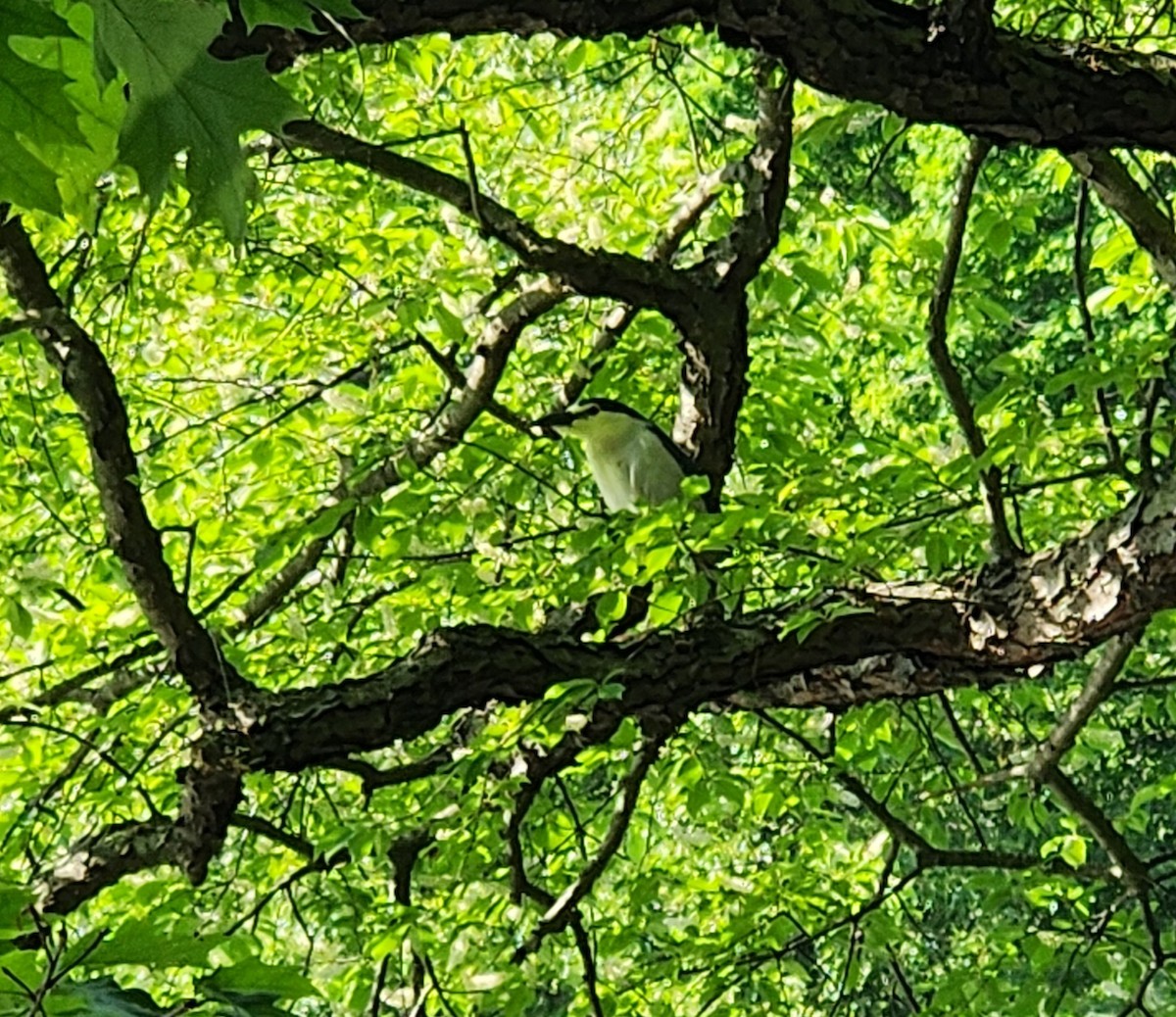 Black-crowned Night Heron - Linda Fields