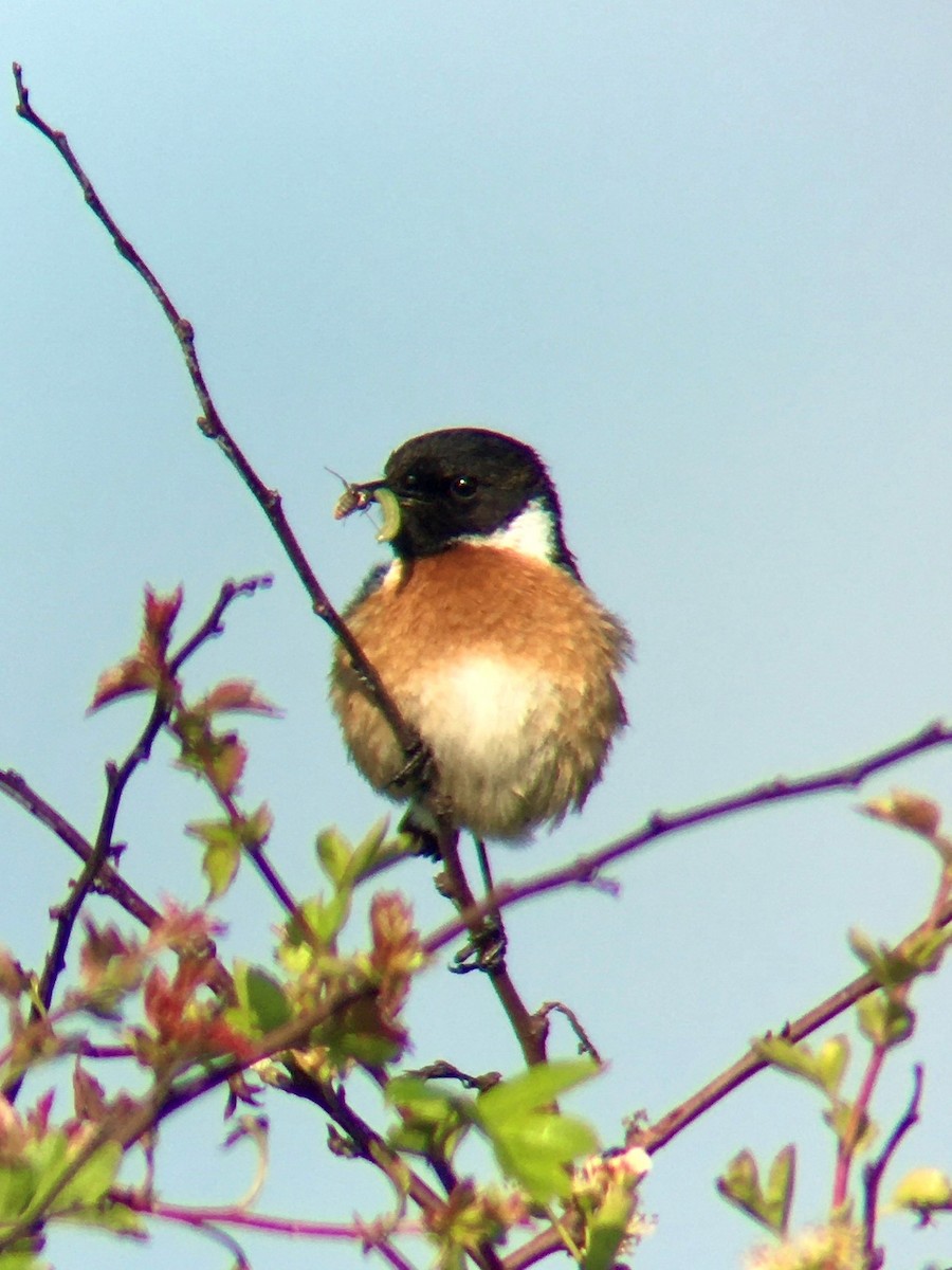 European Stonechat - Ronald Moreland