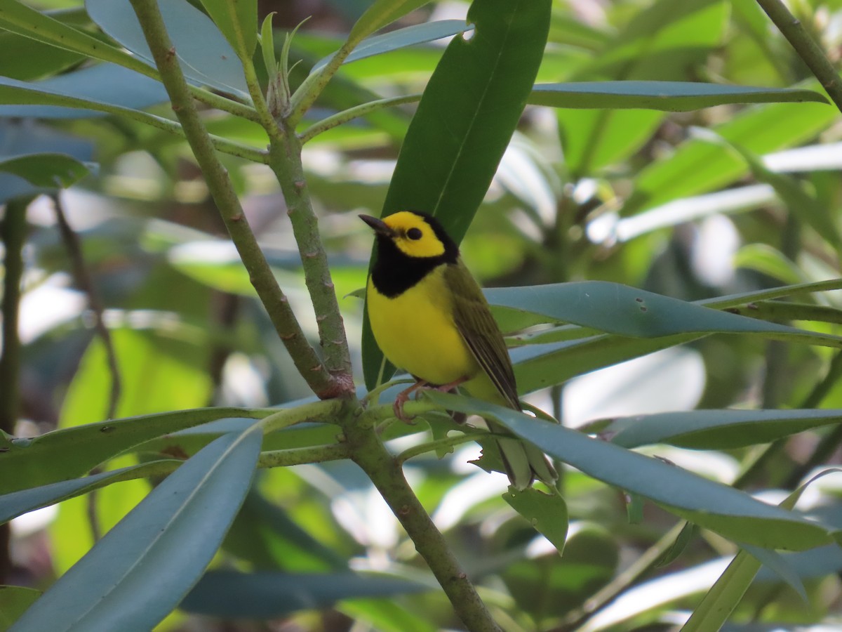 Hooded Warbler - Matt Alexander