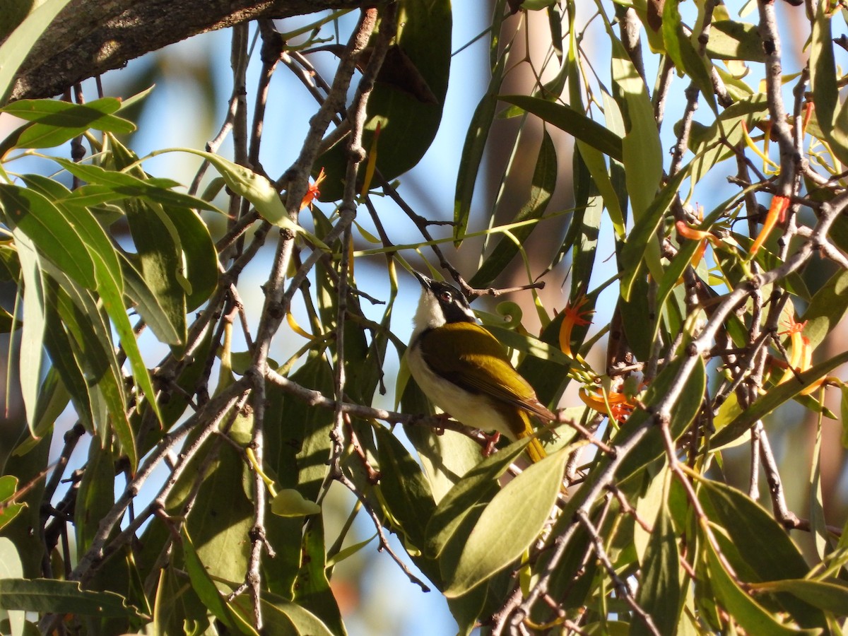 White-throated Honeyeater - ML619644530