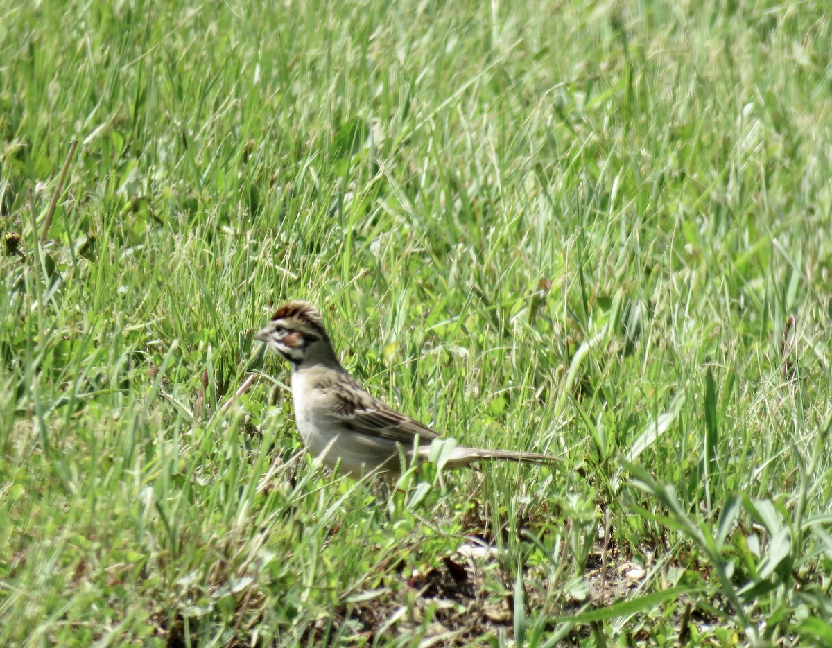 Lark Sparrow - ML619644531