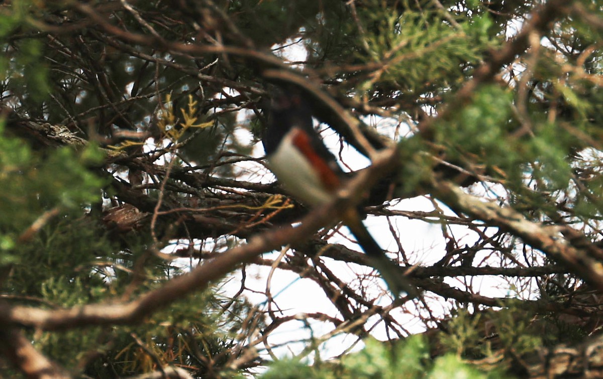 Spotted/Eastern Towhee (Rufous-sided Towhee) - Jacob C. Cooper