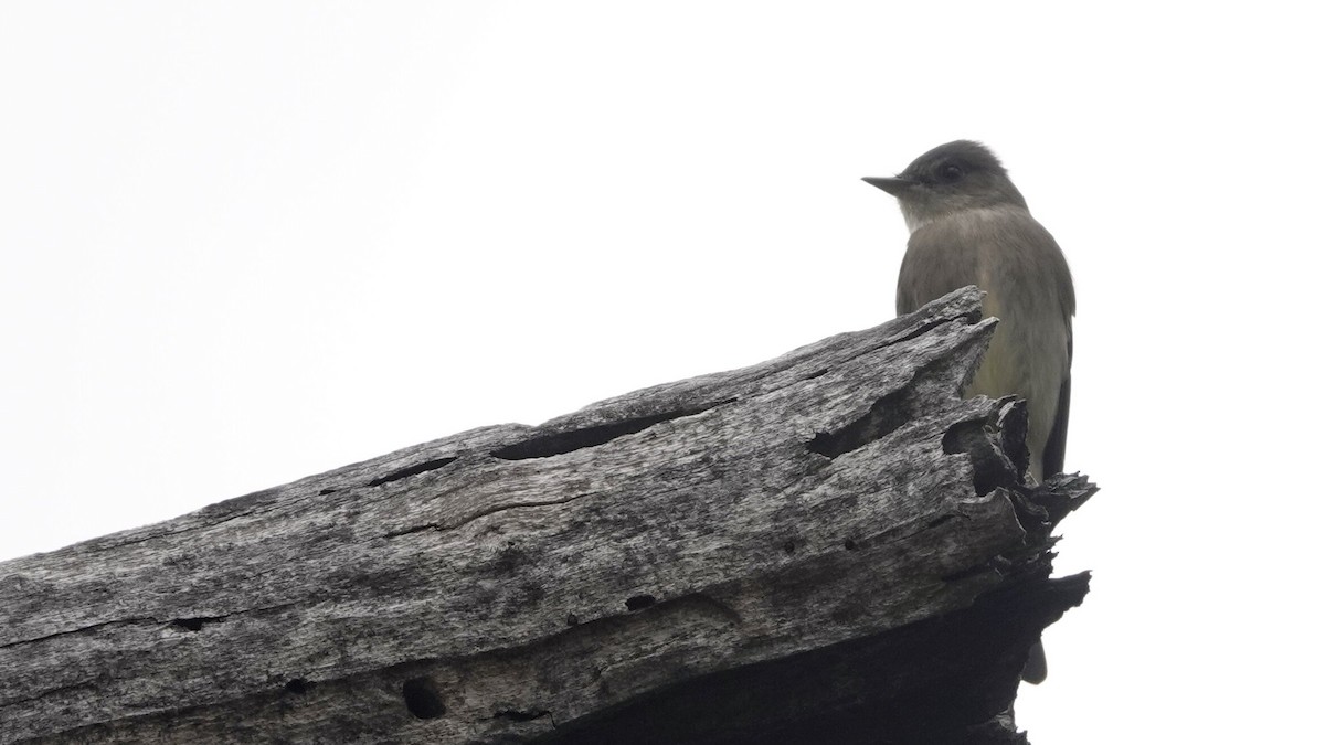 Western Wood-Pewee - leo wexler-mann