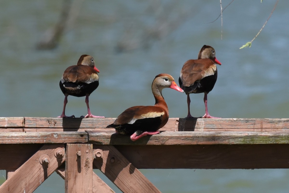 Black-bellied Whistling-Duck - ML619644542