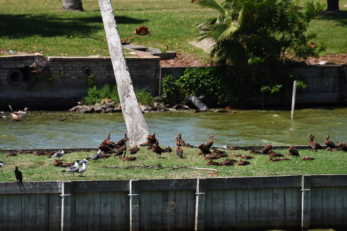 Black-bellied Whistling-Duck - ML619644545