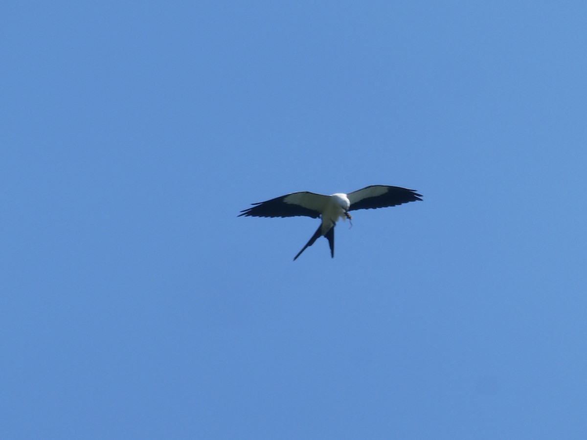 Swallow-tailed Kite - Rick Dunning
