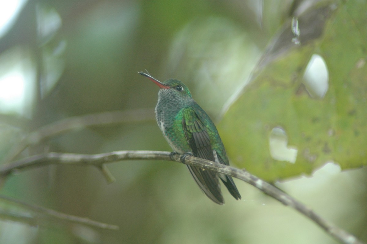 Glittering-throated Emerald - Francisco Sornoza