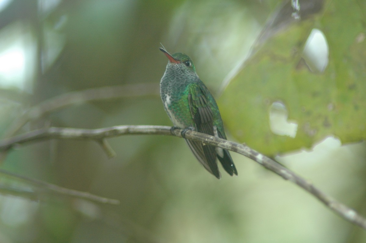 Glittering-throated Emerald - Francisco Sornoza