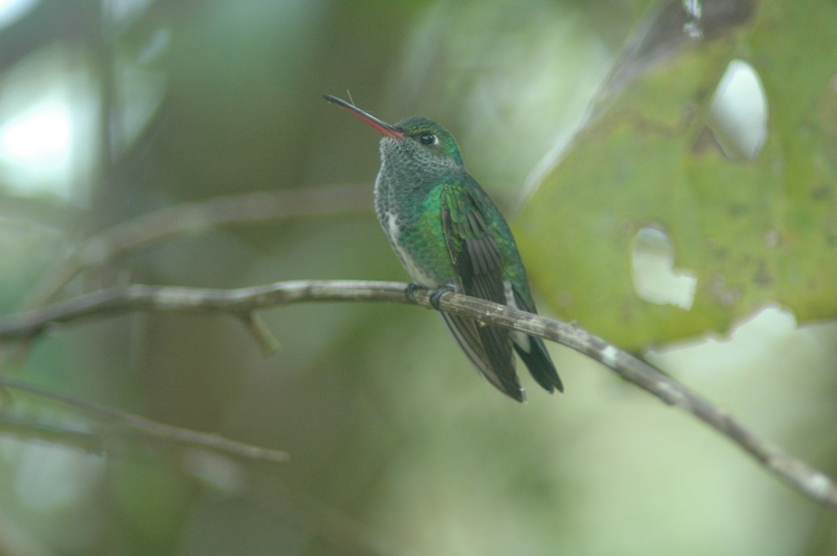 Glittering-throated Emerald - Francisco Sornoza