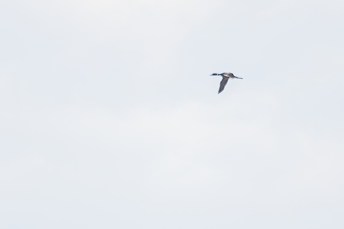 Common Loon - Marc Boisvert