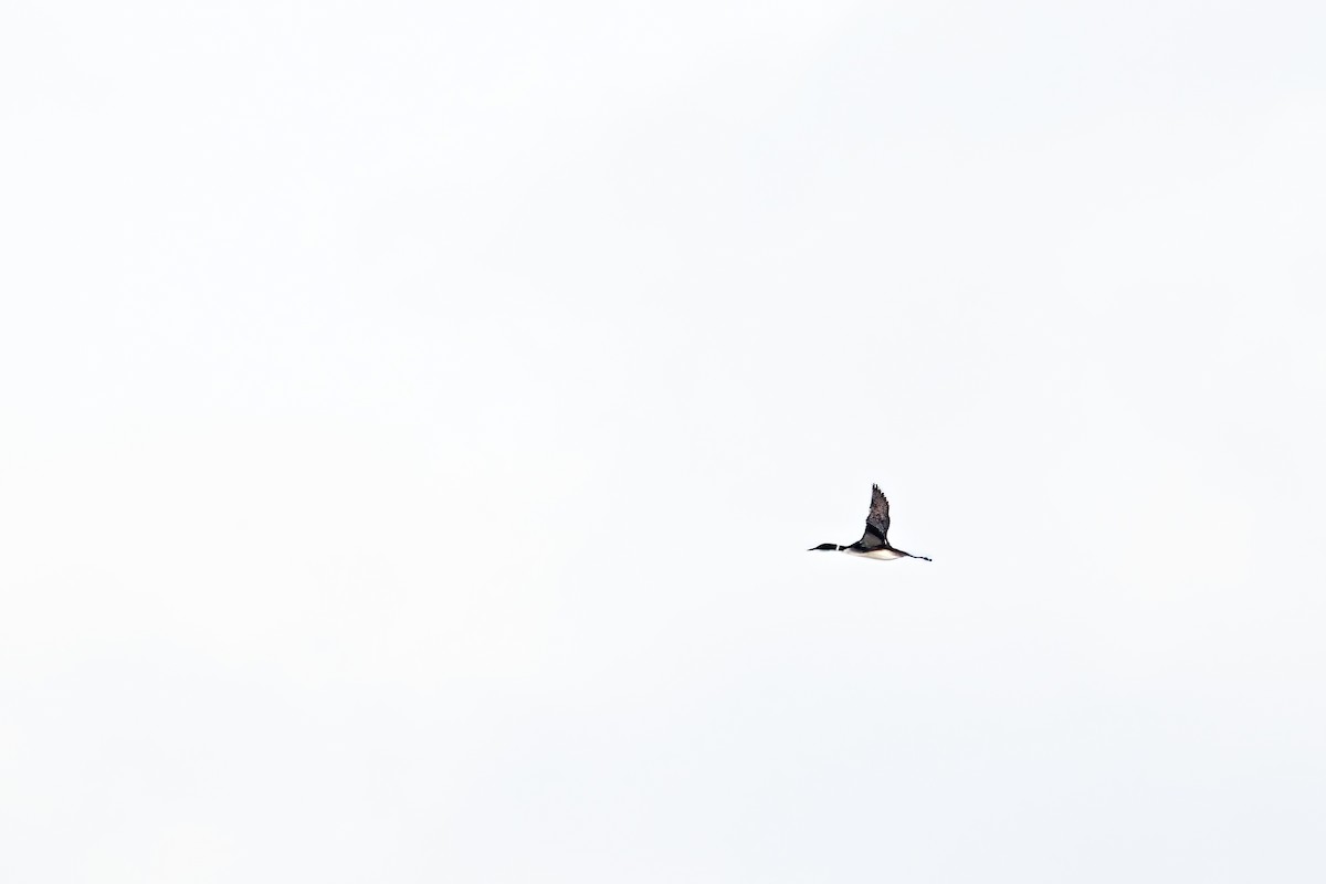 Common Loon - Marc Boisvert