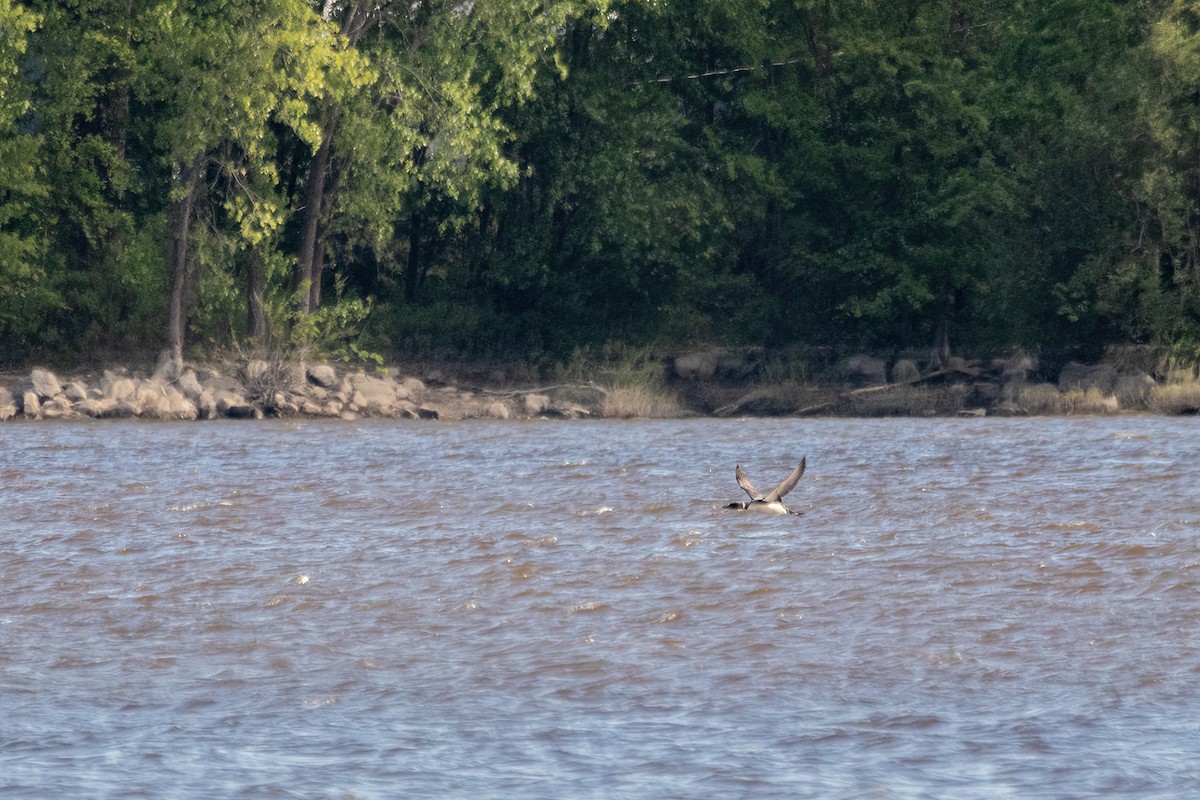 Common Loon - Marc Boisvert