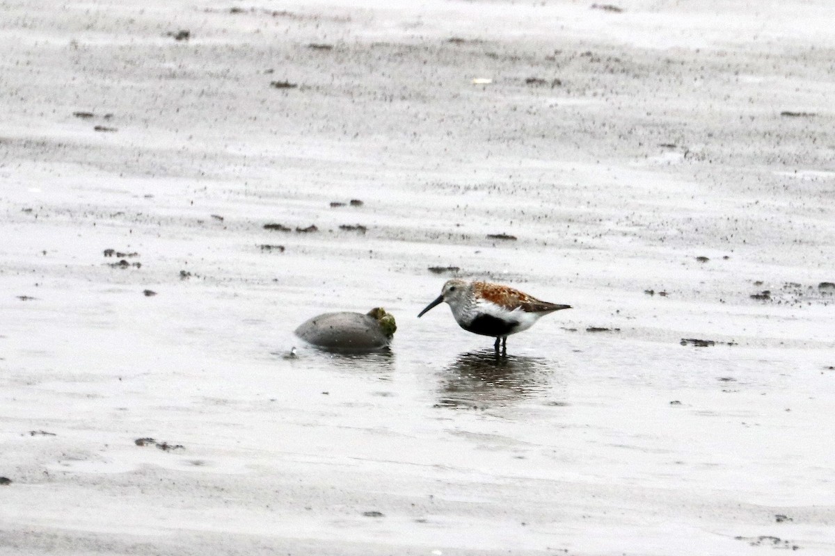 Dunlin - ML619644563