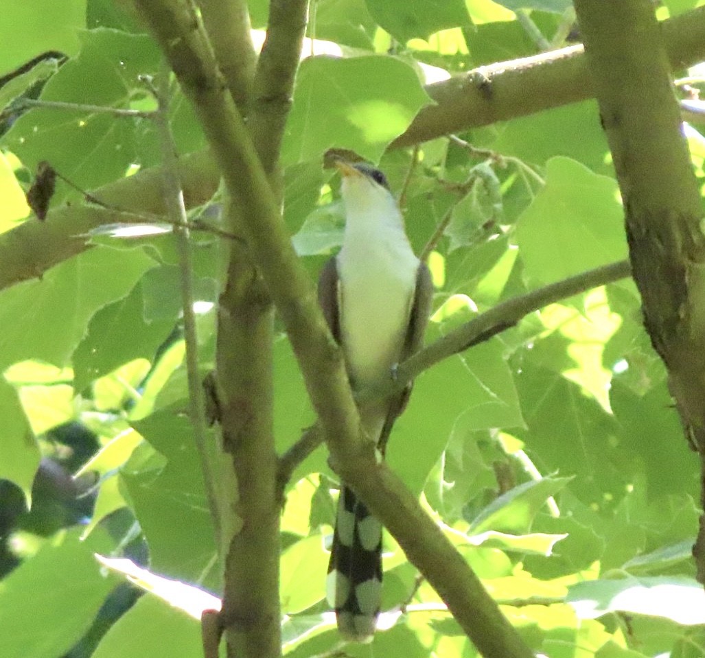 Yellow-billed Cuckoo - ML619644567