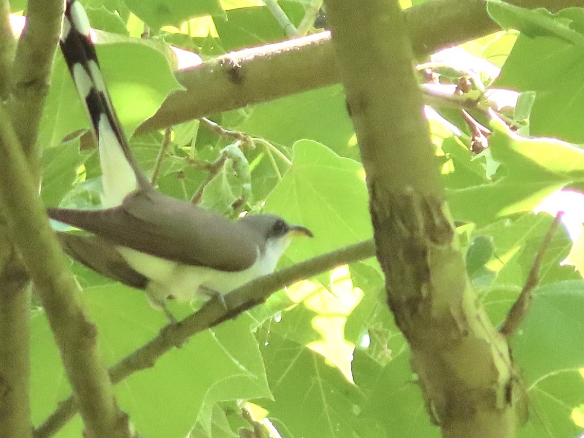 Yellow-billed Cuckoo - ML619644568