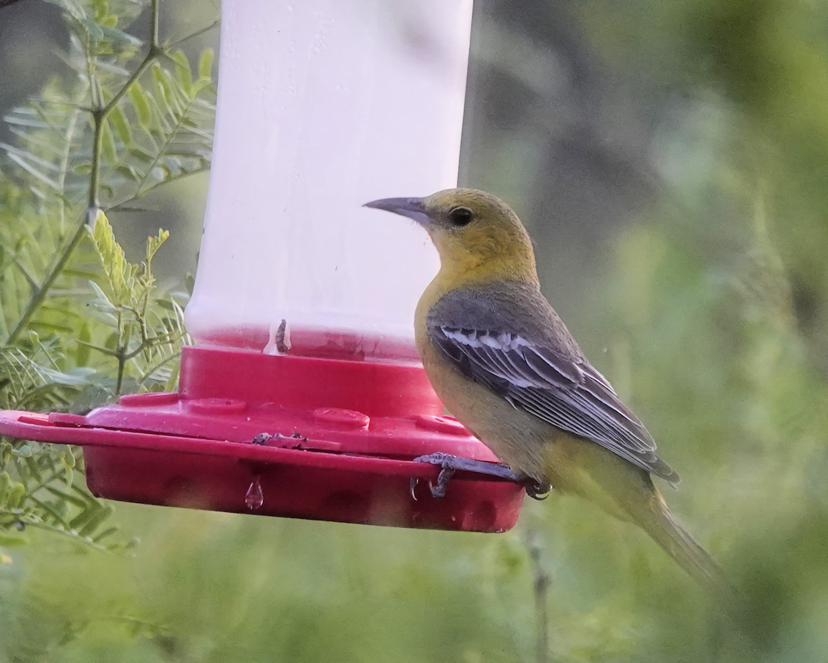 Hooded Oriole - Marie Ostrander