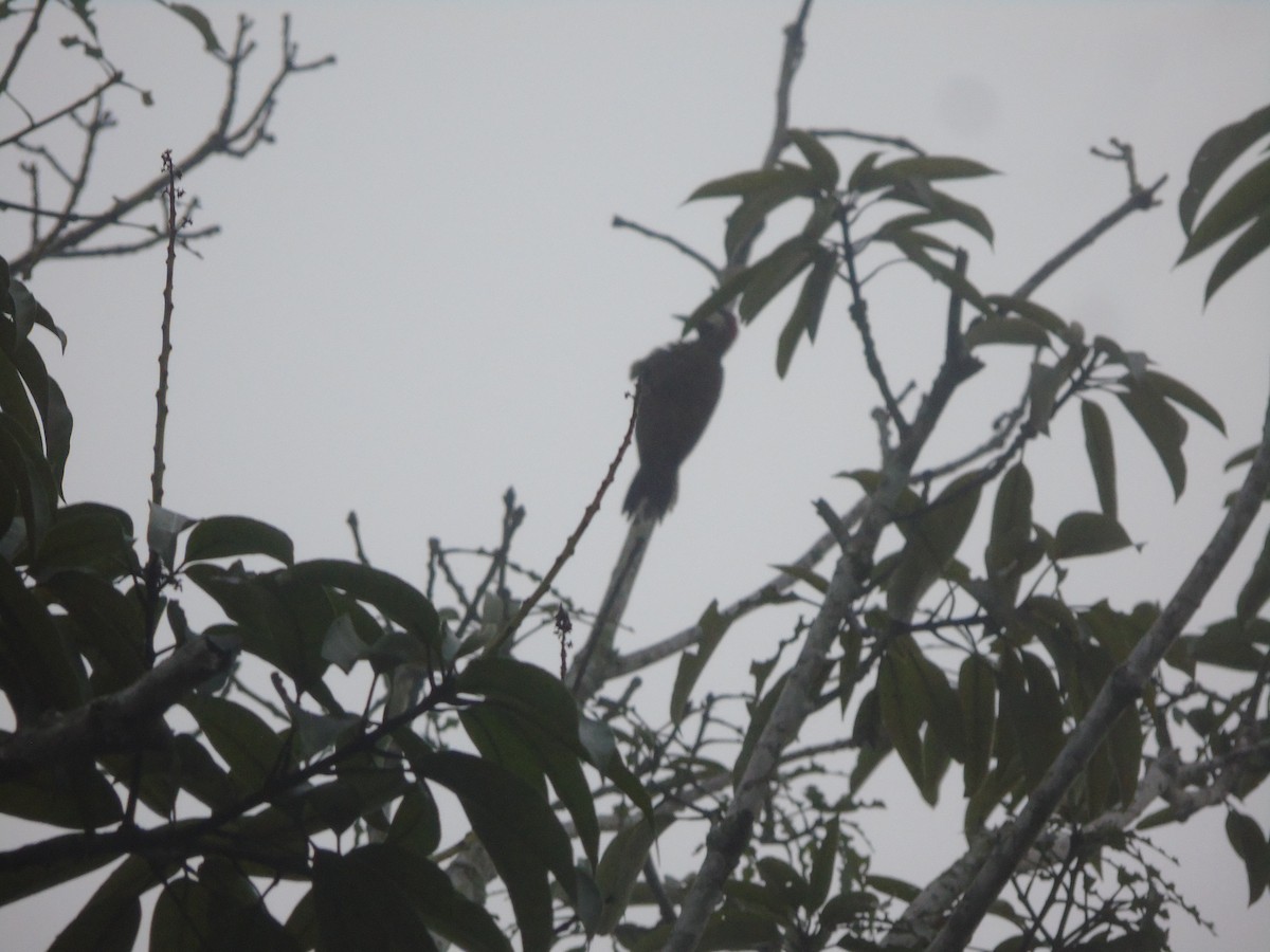 Spot-breasted Woodpecker - Keyko Geraldy Saravia Llaja