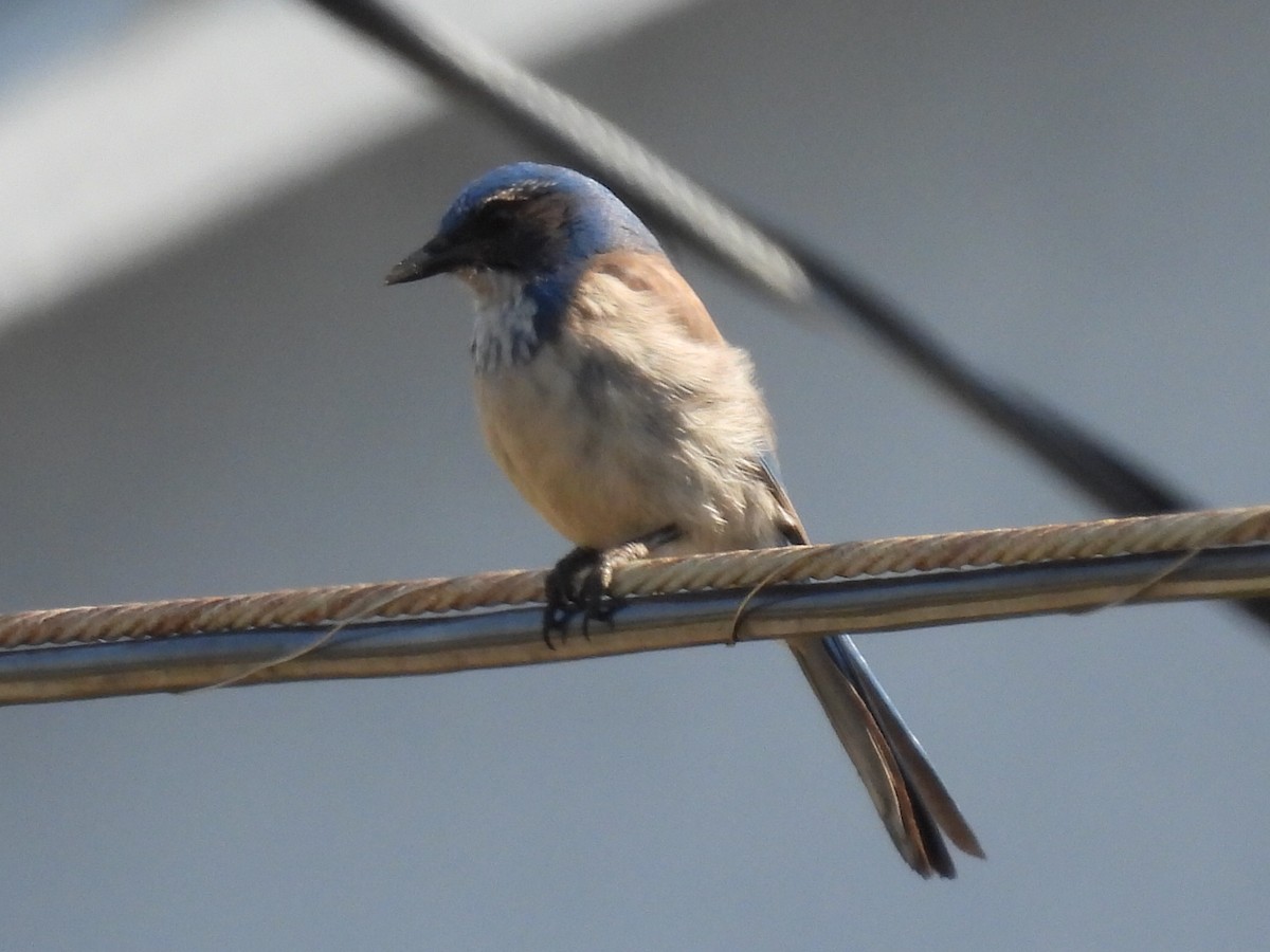 California Scrub-Jay - Lola Ross