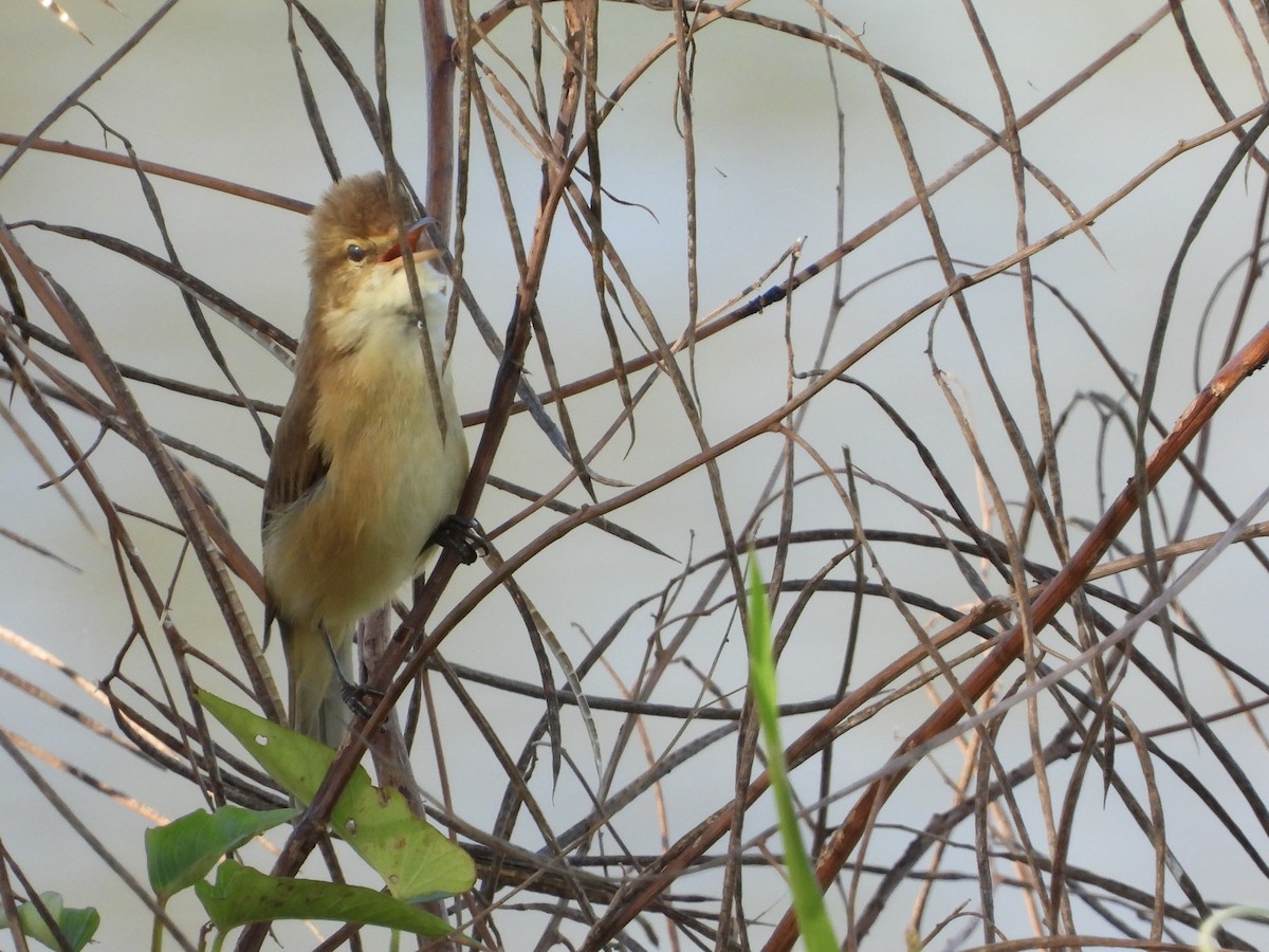 Australian Reed Warbler - Cherri and Peter Gordon