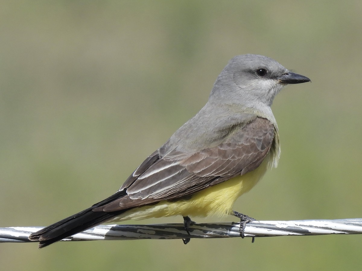 Western Kingbird - Bill Lisowsky