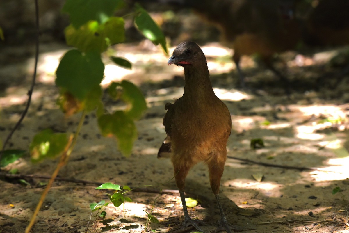 Plain Chachalaca - ML619644588