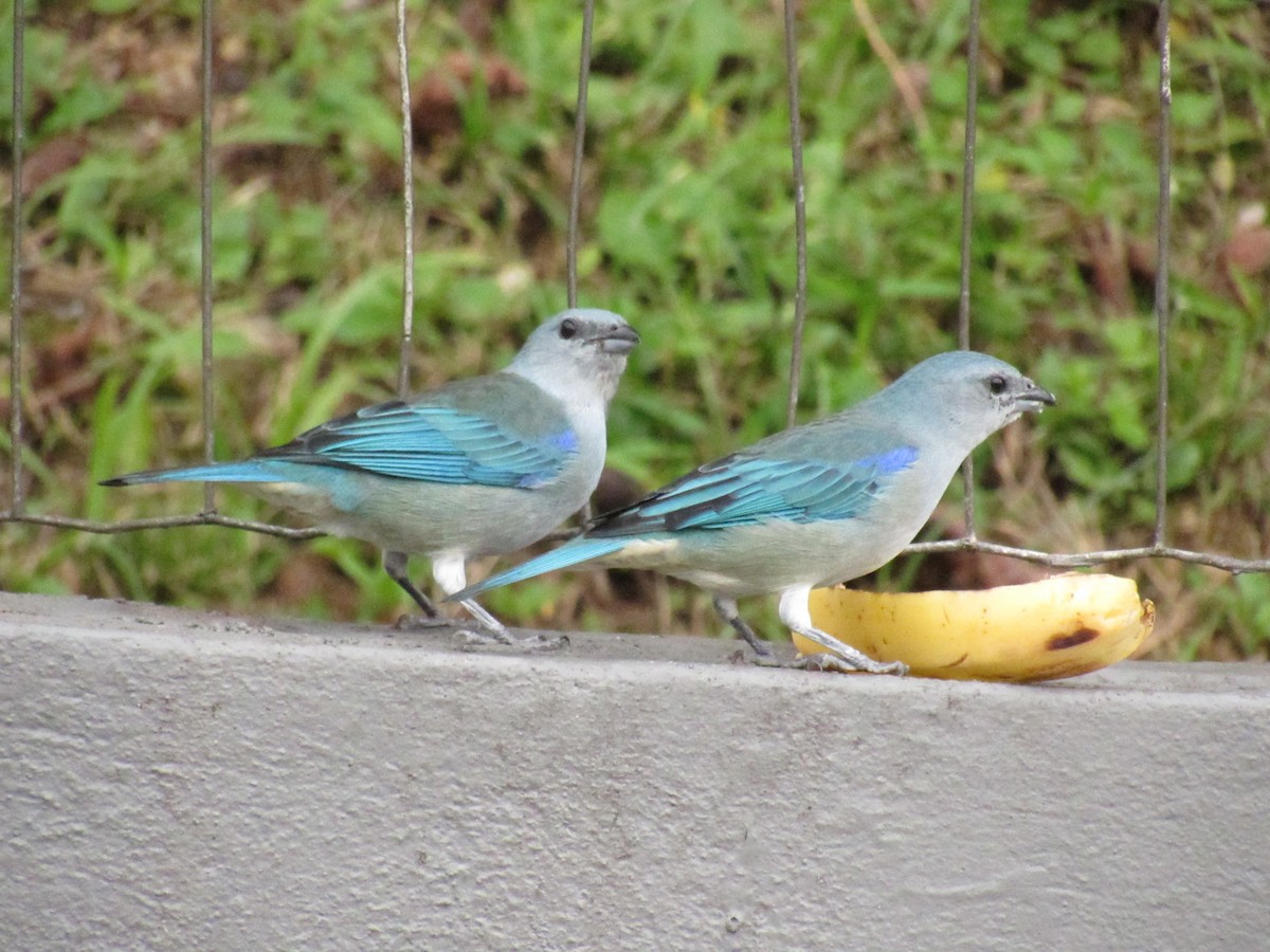 Azure-shouldered Tanager - Marcos Antônio de Souza