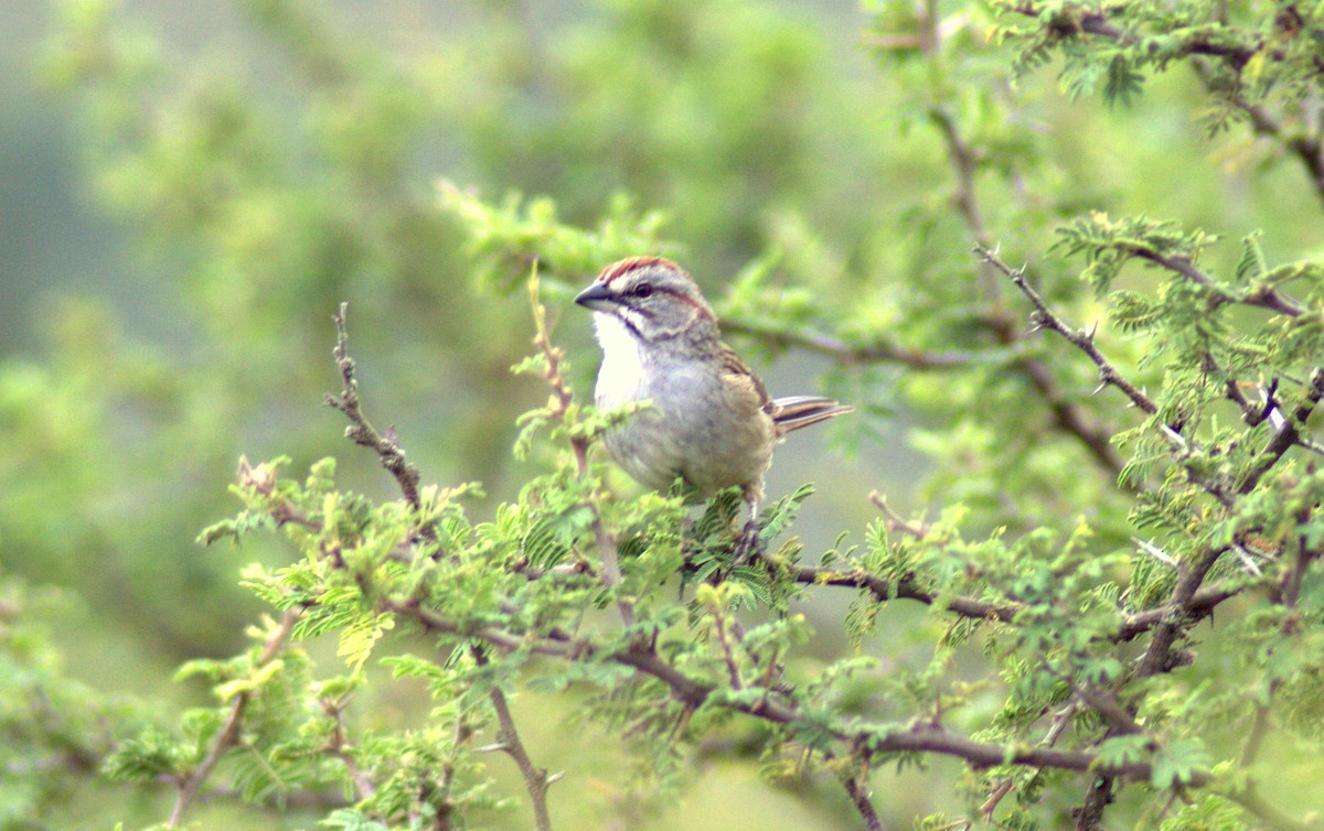 Chaco Sparrow - ML61964461