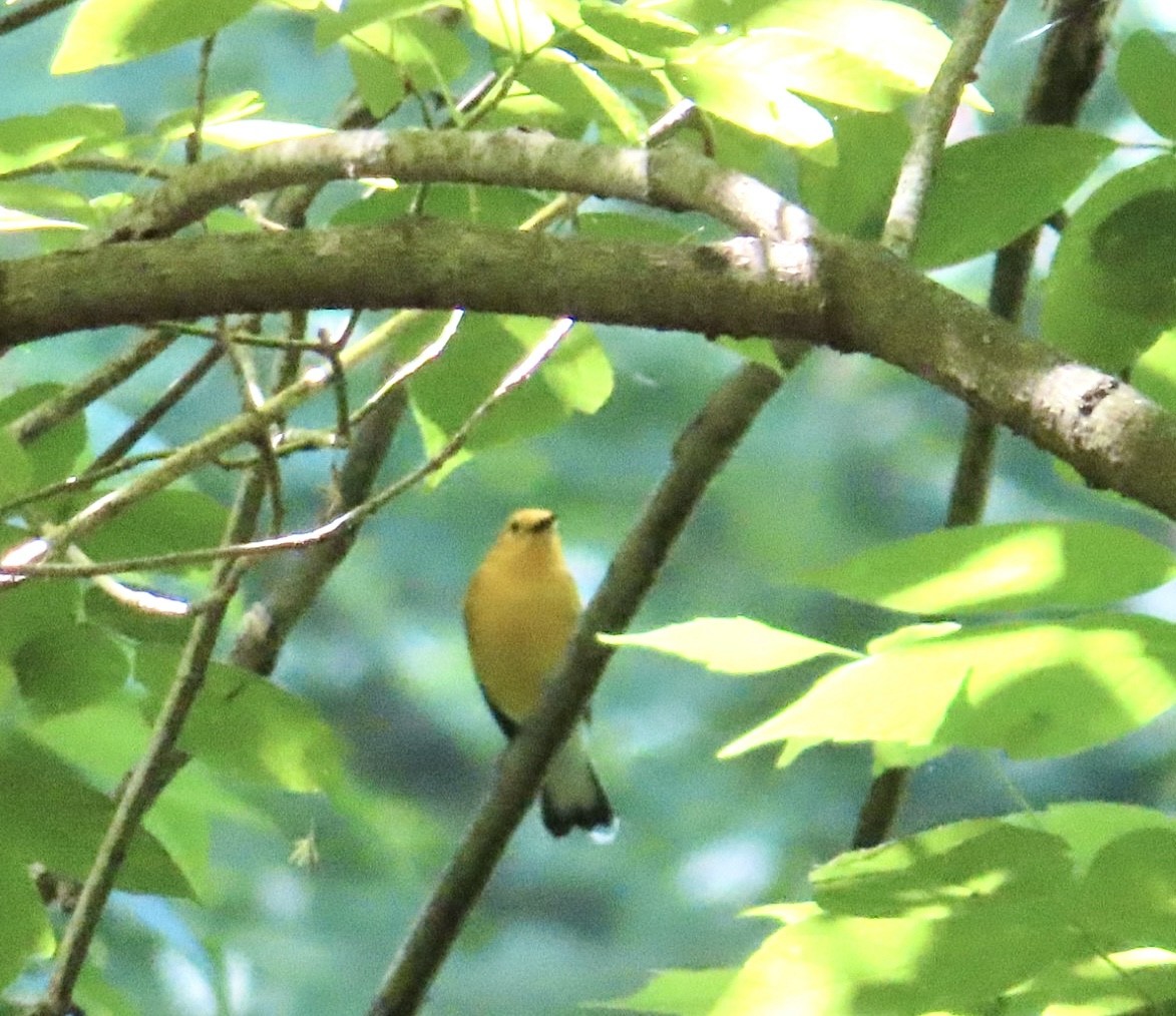 Prothonotary Warbler - ML619644611