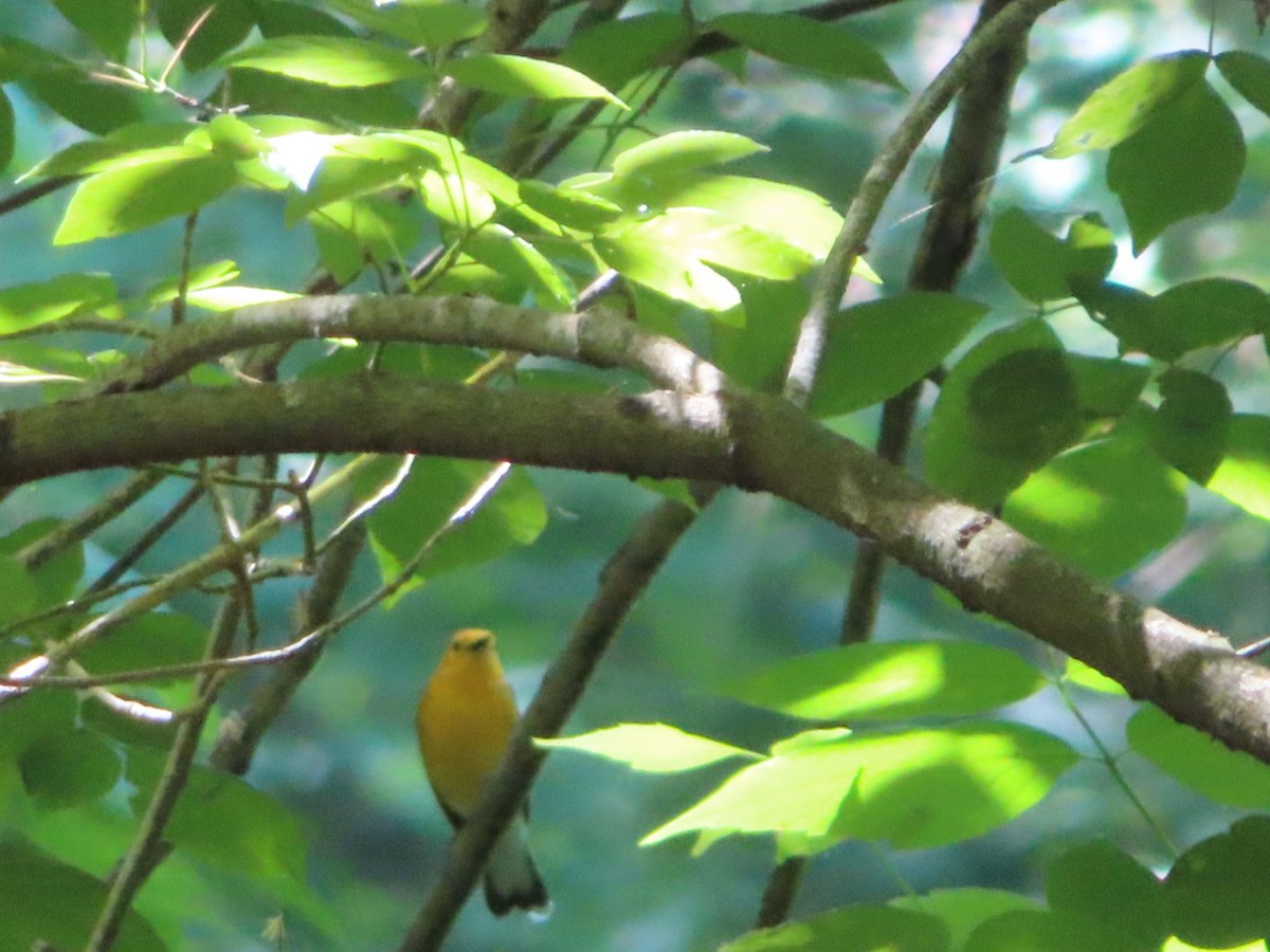 Prothonotary Warbler - ML619644612