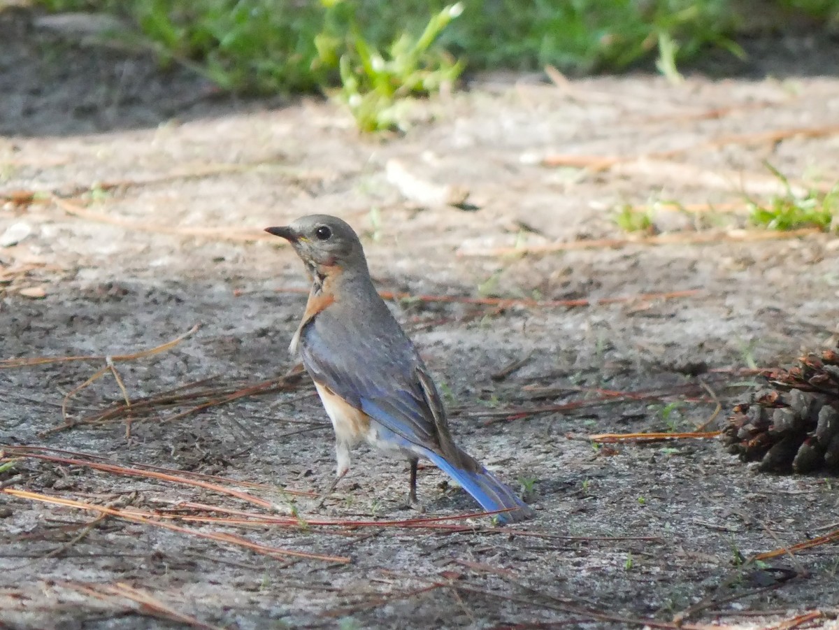 Eastern Bluebird - Jake Streets