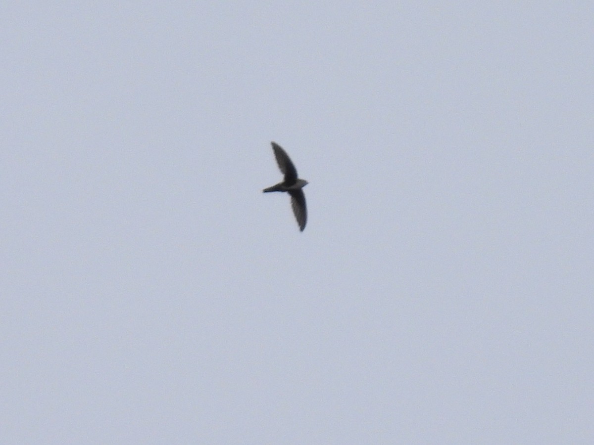 White-throated Swift - Martha Wild