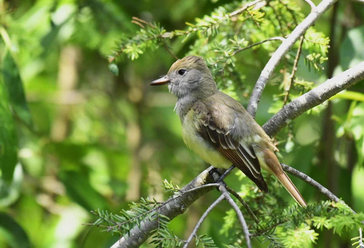 Great Crested Flycatcher - ML619644644