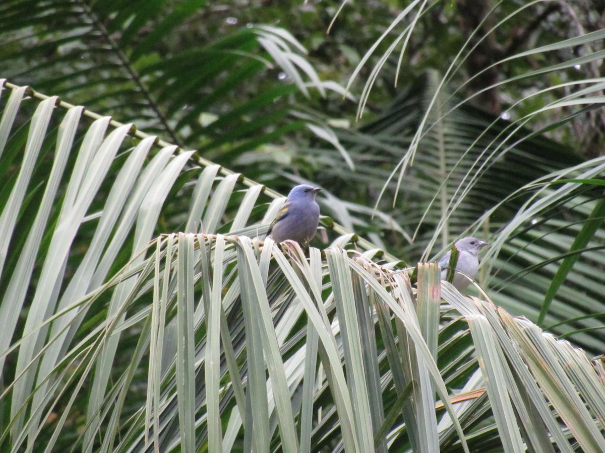 Golden-chevroned Tanager - Marcos Antônio de Souza