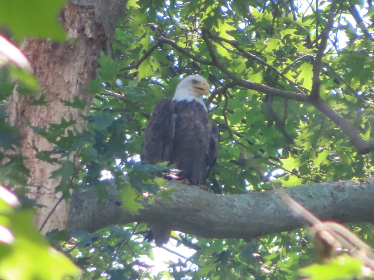 ハクトウワシ - ML619644651