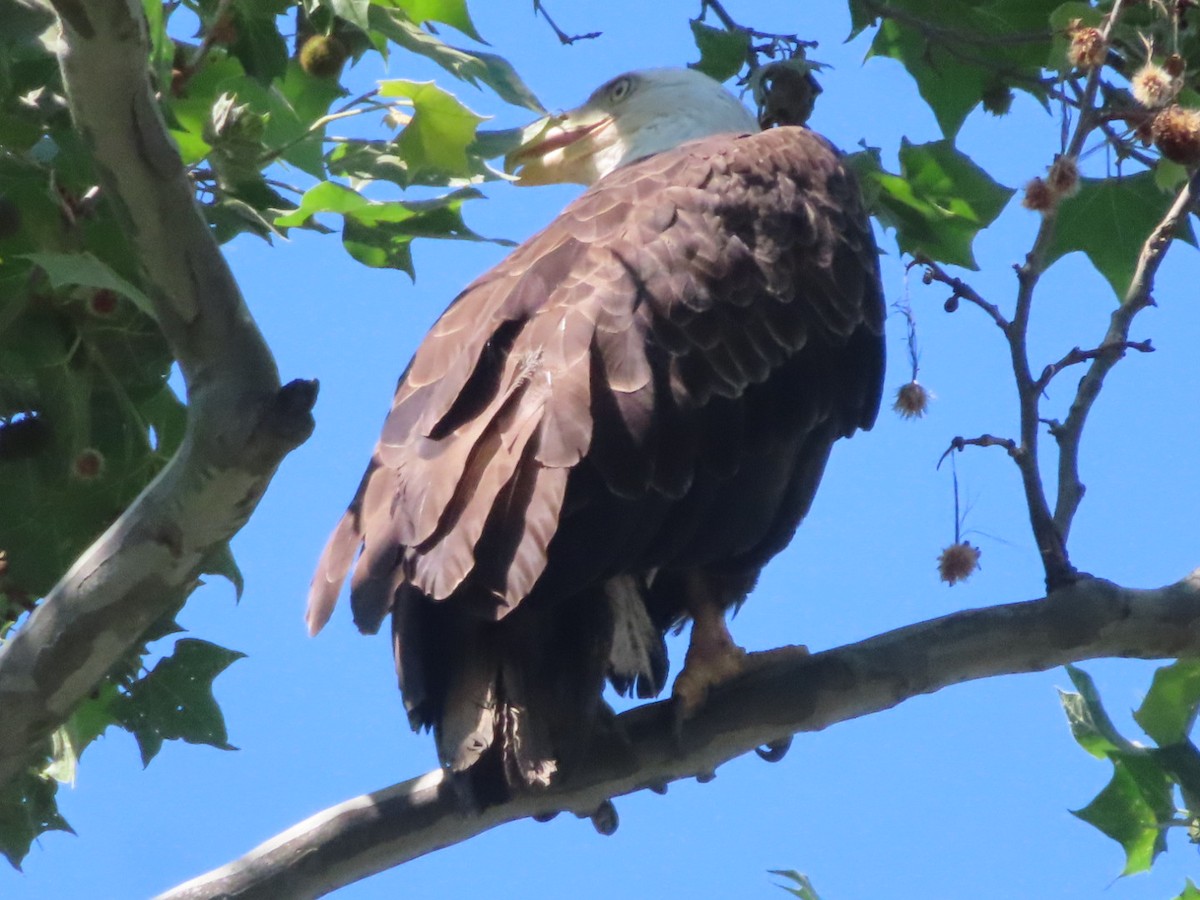 ハクトウワシ - ML619644652