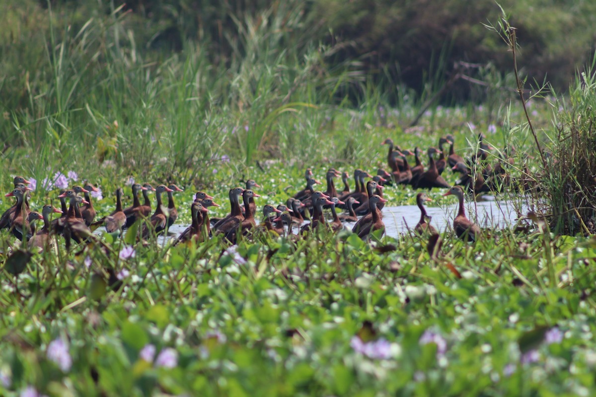 Black-bellied Whistling-Duck - Luz Mariana Martínez Barrera