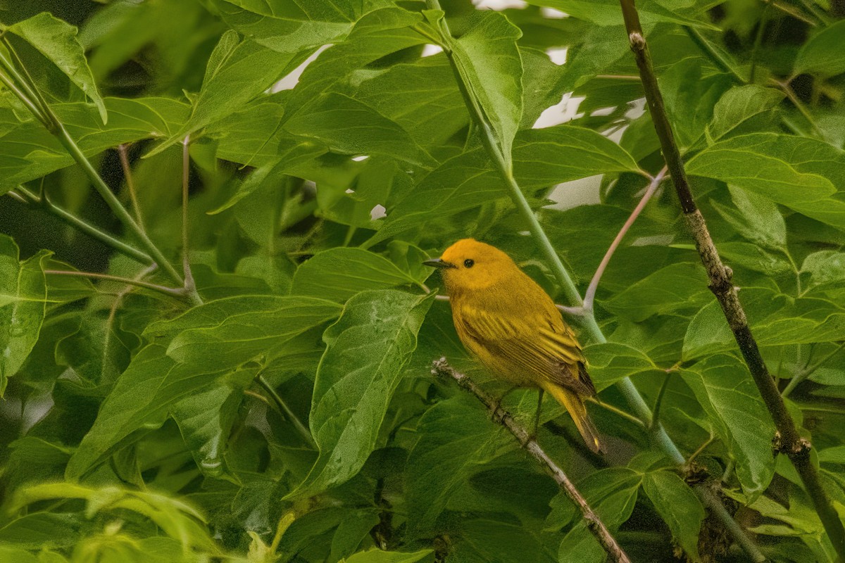 Yellow Warbler - Marc Boisvert