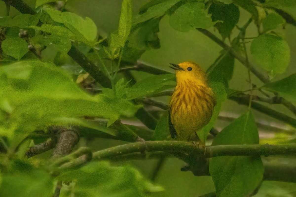 Yellow Warbler - Marc Boisvert